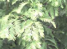 Metasequoia glyptostroboides foliage detail showing the leaves