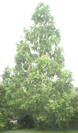 Metasequoia glyptostroboides in summer with leaves