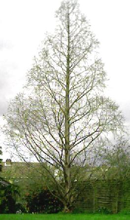 Metasequoia glyptostroboides in winter with no foliage