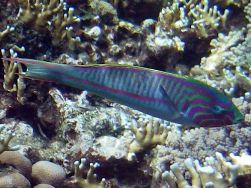 Klunzingers Wrasse ( Thalassoma klunzingeri ) fish